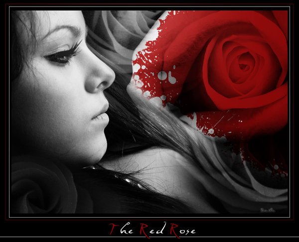 http://funshops.persiangig.com/image/The_red_Rose_by_Tamilia%5B1%5D.jpg